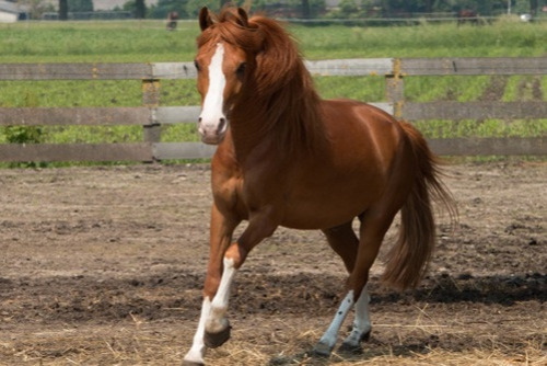 Foto bij Pony & Paardrijden