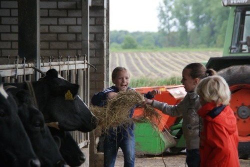 Kinderen die koeien aan het voeren zijn. 